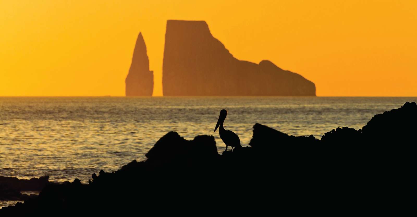 Pelican and Kicker Rock at sunset, San Cristobal, Galapagos, Ecuador.